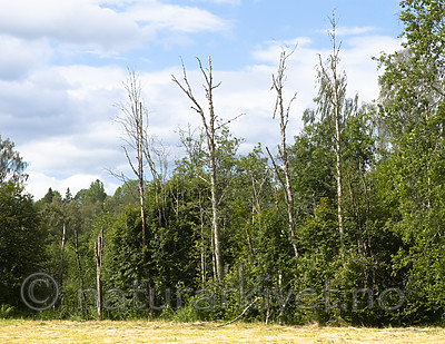 BB_20190709_0003 / Alnus incana / Gråor