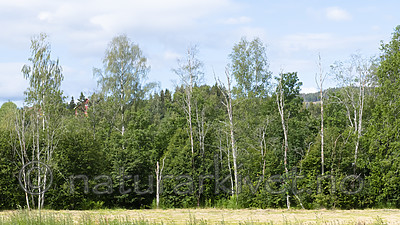 BB_20190709_0009 / Alnus incana / Gråor