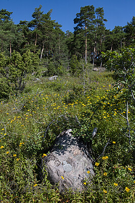 BB_20190716_0165 / Inula salicina / Krattalant