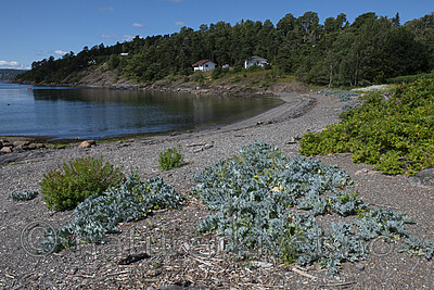 BB_20190716_0251 / Crambe maritima / Strandkål