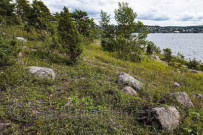BB_20190720_0211