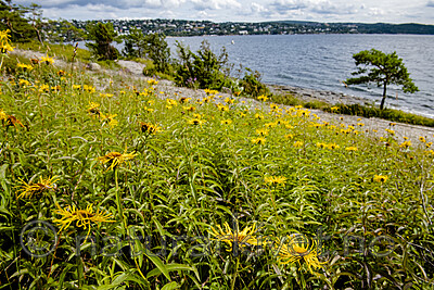 BB_20190720_0234 / Inula salicina / Krattalant
