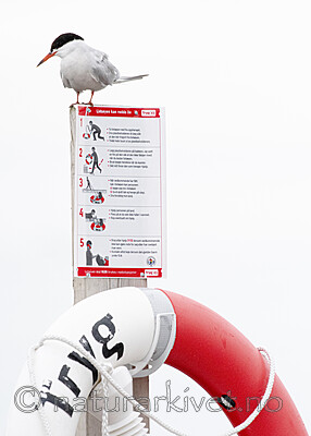 BB_20190731_0030 / Sterna hirundo / Makrellterne