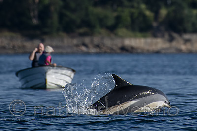 BB_20190802_0269 / Lagenorhynchus acutus / Kvitskjeving