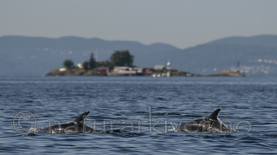 BB_20190802_0296 / Lagenorhynchus acutus / Kvitskjeving