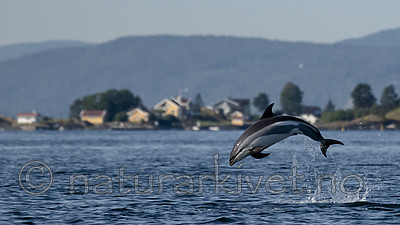 BB_20190802_0301 / Lagenorhynchus acutus / Kvitskjeving