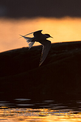 BB_20190803_0052 / Sterna hirundo / Makrellterne