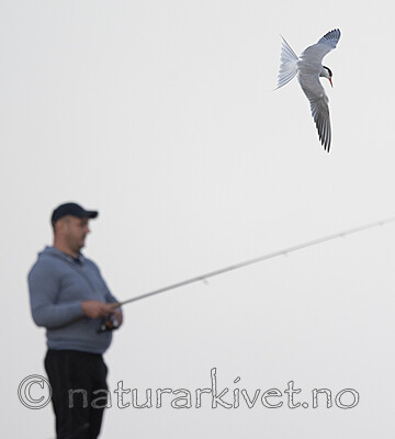 BB_20190803_0242 / Sterna hirundo / Makrellterne
