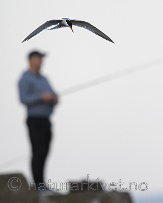 BB_20190803_0247 / Sterna hirundo / Makrellterne