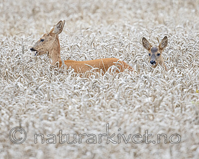 BB_20190825_0008 / Capreolus capreolus / Rådyr <br /> Triticum aestivum / Hvete