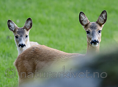 BB_20190915_0023 / Capreolus capreolus / Rådyr