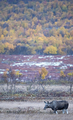 BB_20190923_0105 / Alces alces / Elg