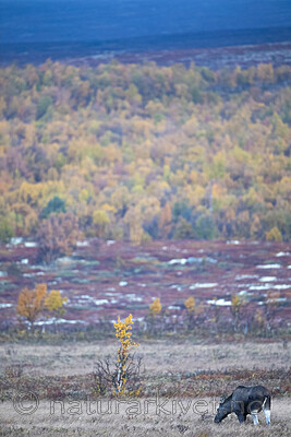 BB_20190923_0125 / Alces alces / Elg