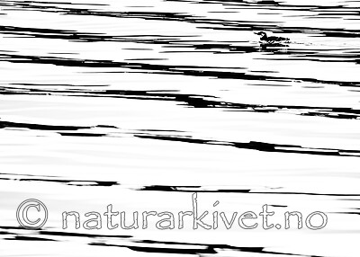 BB_20191031_0004 / Uria aalge / Lomvi