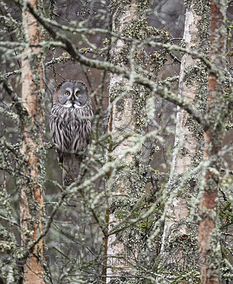 BB_20191124_0135 / Strix nebulosa / Lappugle