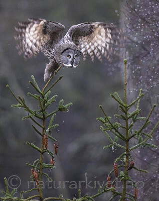 BB_20191124_0250 / Strix nebulosa / Lappugle