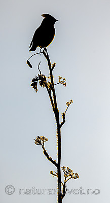BB_20191202_0702 / Bombycilla garrulus / Sidensvans