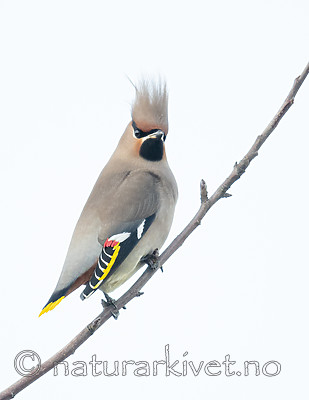 BB_20191207_0334 / Bombycilla garrulus / Sidensvans