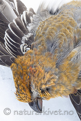 BB_20191231_0018 / Pinicola enucleator / Konglebit