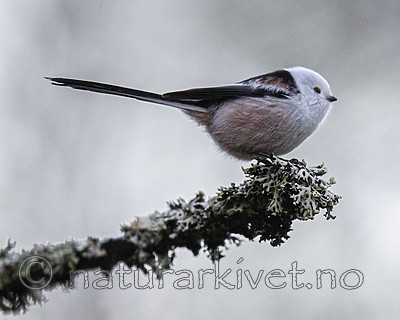 BB_20200112_0036 / Aegithalos caudatus / Stjertmeis