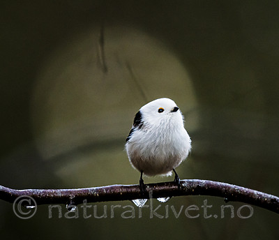 BB_20200112_0044 / Aegithalos caudatus / Stjertmeis