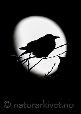 BB_20200205_0001 / Corvus cornix / Kråke