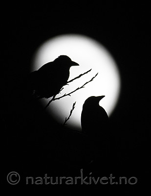 BB_20200205_0042 / Corvus cornix / Kråke
