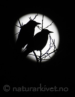 BB_20200205_0047 / Corvus cornix / Kråke