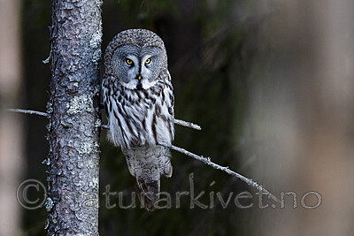 BB_20200314_0171 / Strix nebulosa / Lappugle