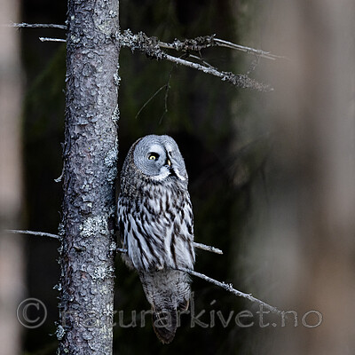 BB_20200314_0176 / Strix nebulosa / Lappugle