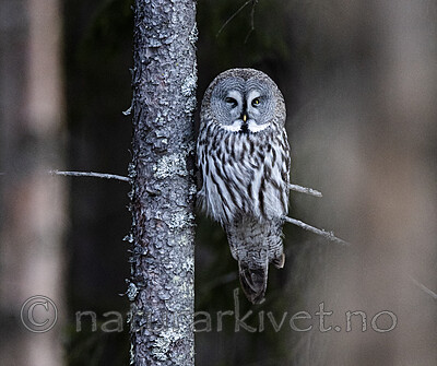 BB_20200314_0189 / Strix nebulosa / Lappugle