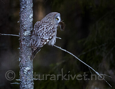 BB_20200314_0215 / Strix nebulosa / Lappugle