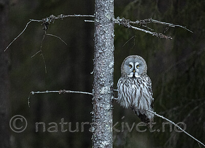 BB_20200314_0251 / Strix nebulosa / Lappugle