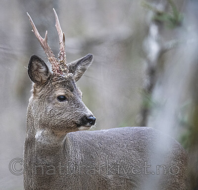 BB_20200409_0370 / Capreolus capreolus / Rådyr
