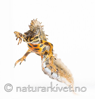 BB_20200426_0101 / Lissotriton vulgaris / Småsalamander