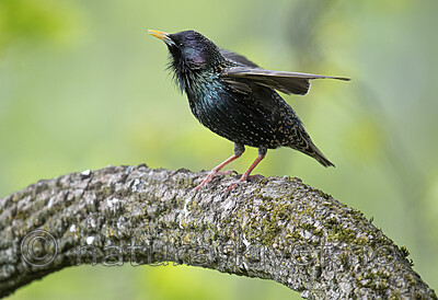 BB_20200508_0123 / Sturnus vulgaris / Stær