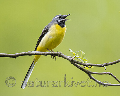 BB_20200518_0759 / Motacilla cinerea / Vintererle