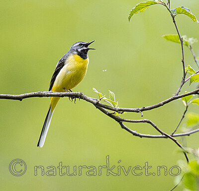 BB_20200518_0760 / Motacilla cinerea / Vintererle