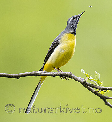 BB_20200518_0763 / Motacilla cinerea / Vintererle