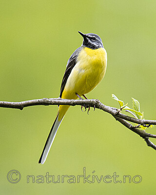 BB_20200518_0765 / Motacilla cinerea / Vintererle