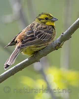 BB_20200524_0183 / Emberiza citrinella / Gulspurv