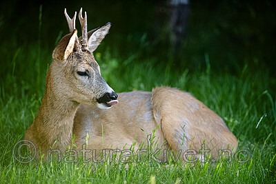 BB_20200613_0102 / Capreolus capreolus / Rådyr