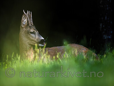 BB_20200613_0178- / Capreolus capreolus / Rådyr