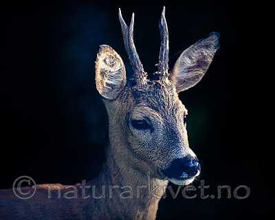 BB_20200613_0181 / Capreolus capreolus / Rådyr