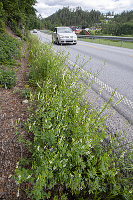 BB_20200701_0336 / Melilotus albus / Hvitsteinkløver