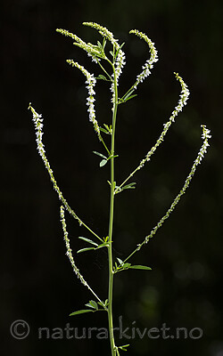 BB_20200702_0078 / Melilotus albus / Hvitsteinkløver