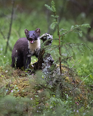 BB_20200706_0051 / Martes martes / Mår