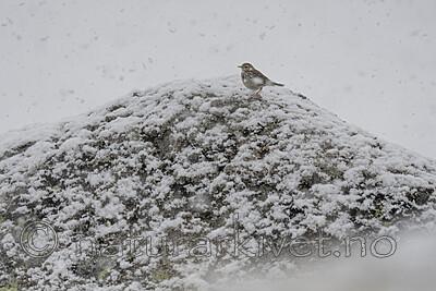 BB_20200707_0195 / Anthus pratensis / Heipiplerke