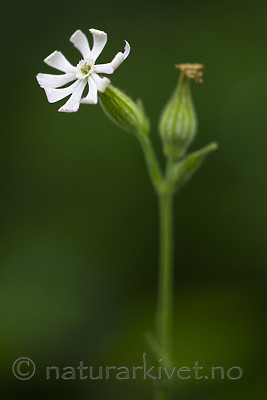 BB_20200719_0389 / Silene noctiflora / Nattsmelle