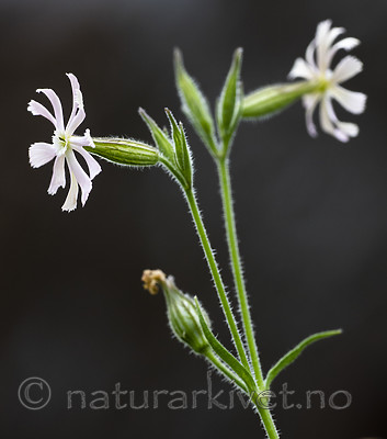 BB_20200719_0532 / Silene noctiflora / Nattsmelle